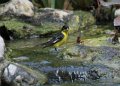 Lesser Goldfinch